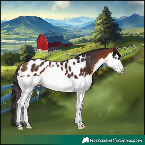Horse Color:Bay Splash Appaloosa