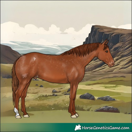 Horse Color:Chestnut Appaloosa