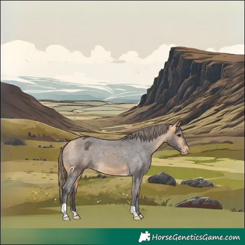 Horse Color:Buckskin Appaloosa