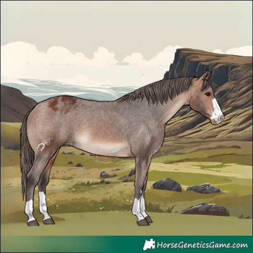 Horse Color:Bay Appaloosa