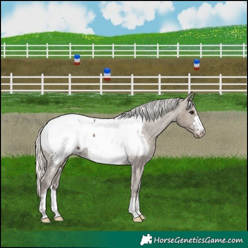 Horse Color:Silver Smoky Black Appaloosa