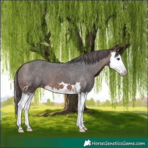 Horse Color:Brown Splash Appaloosa