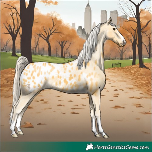 Horse Color:Palomino Appaloosa 