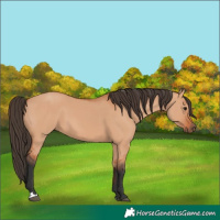 Horse Color:Bay Dun 