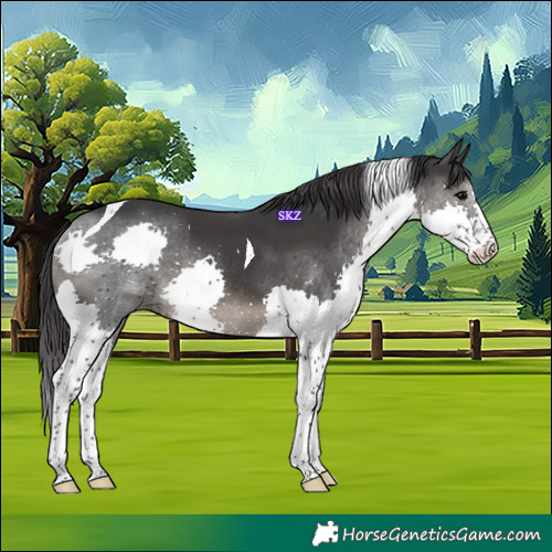 Horse Color:Black Splash Tobiano Rabicano 