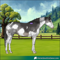 Horse Color:Black Splash Tobiano Rabicano