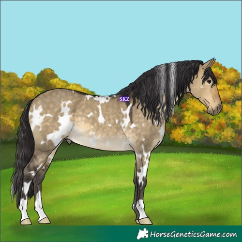 Horse Color:White Spotted Buckskin Dun 