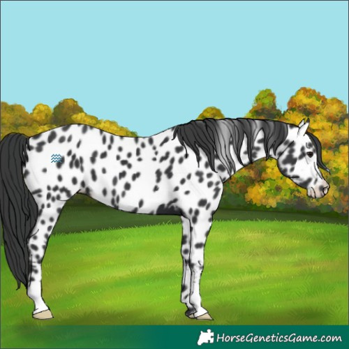 Horse Color:Black Appaloosa 