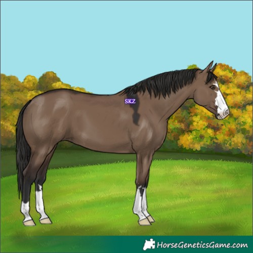 Horse Color:Liver Red Dun