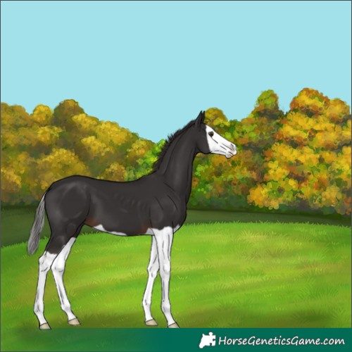 Horse Color:Liver Chestnut Splash