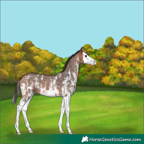 Horse Color:Bay Sabino Splash 