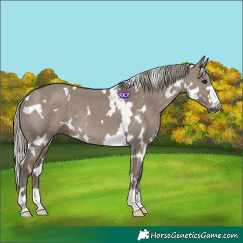 Horse Color:White Spotted Silver Grullo