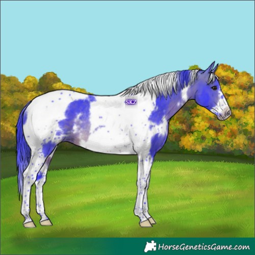 Horse Color:Watercolor White Spotted Bay Tobiano Frame Rabicano 