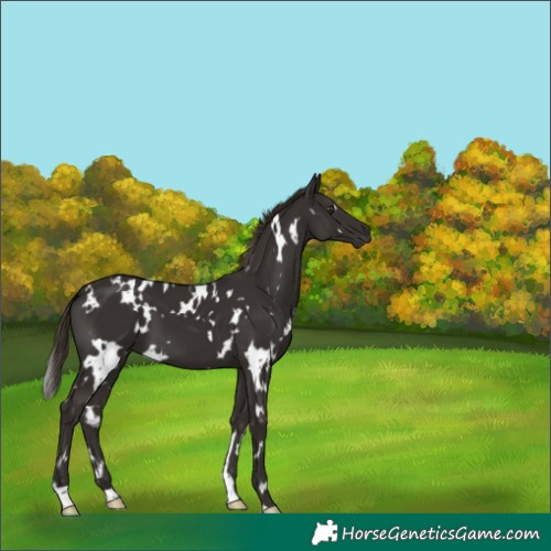 Horse Color:White Spotted Liver Chestnut