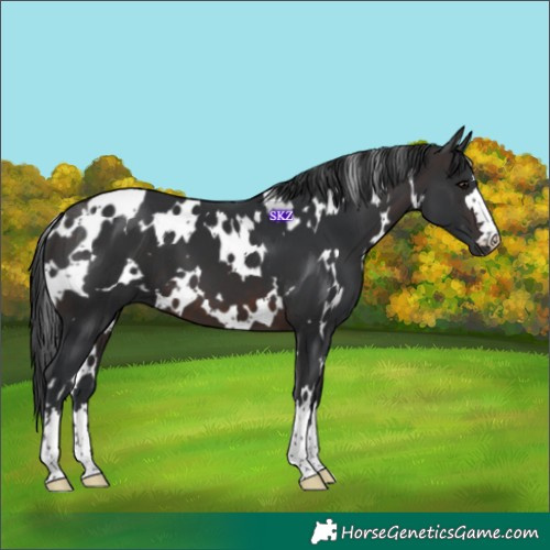 Horse Color:White Spotted Brown