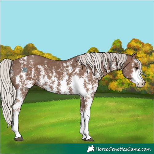 Horse Color:Silver Black Sabino
