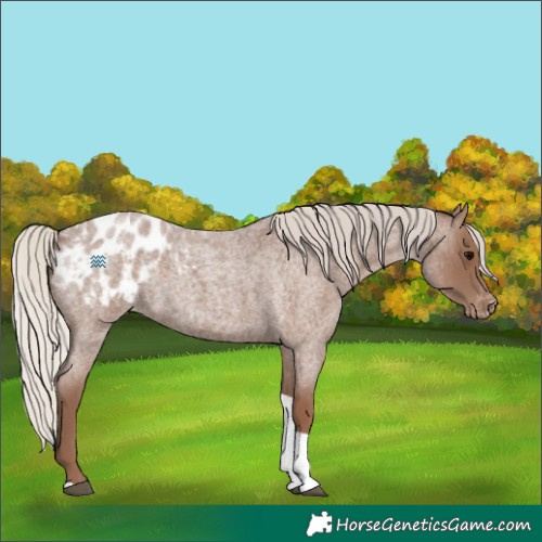 Horse Color:Silver Blue Roan Tobiano Appaloosa
