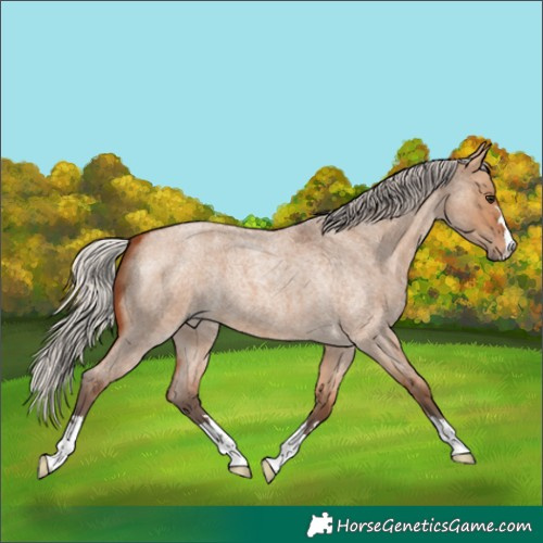 Horse Color:Silver Bay Roan Dun 