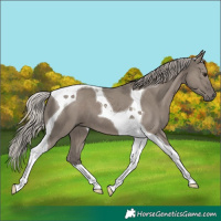 Horse Color:Silver Grullo Tobiano