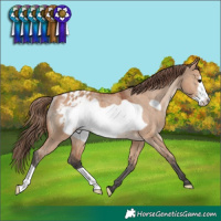 Horse Color:Bay Dun Frame Appaloosa Rabicano 