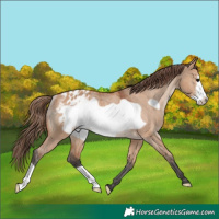 Horse Color:Bay Dun Frame Appaloosa Rabicano 