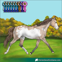 Horse Color:Bay Dun Frame Appaloosa Rabicano