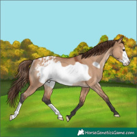 Horse Color:Bay Dun Frame Appaloosa Rabicano 