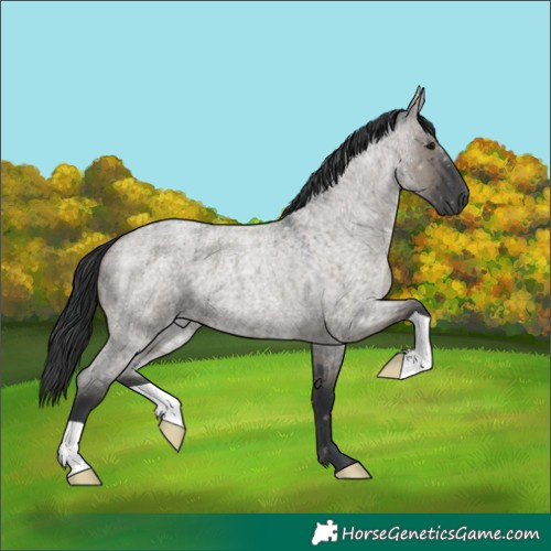 Horse Color:Grullo Roan Brindle 