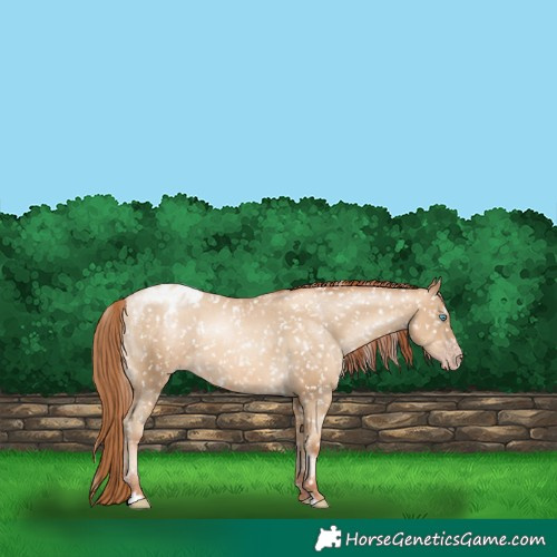 Horse Color:Gray Amber Cream Champagne Pearl Appaloosa 