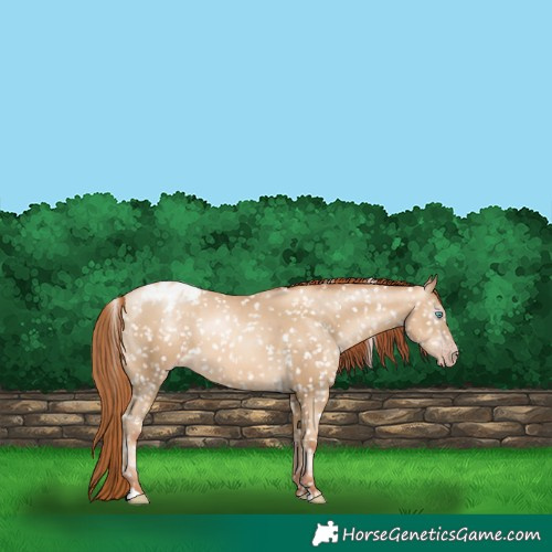 Horse Color:Gray Amber Cream Champagne Pearl Snowflake Varnish 