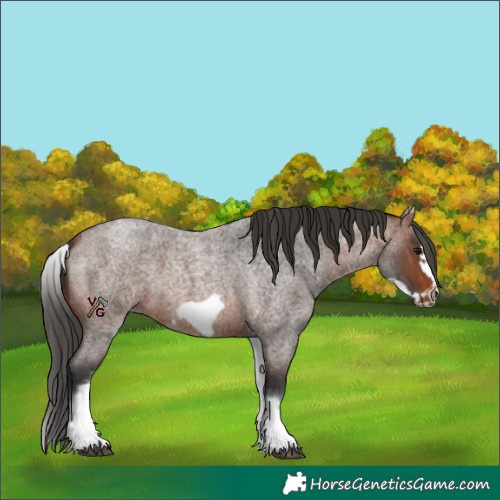 Horse Color:White Spotted Brown Roan Frame 