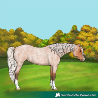 Horse Color:Silver Bay Roan 