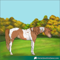 Horse Color:Chestnut Tobiano 