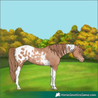 Horse Color:Gold Champagne Tobiano Blanket