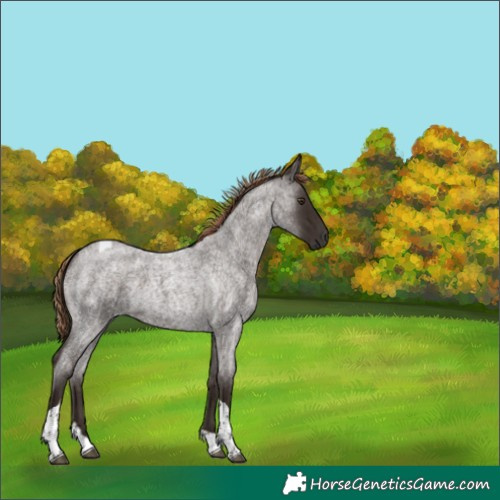 Horse Color:Liver Red Roan Tobiano