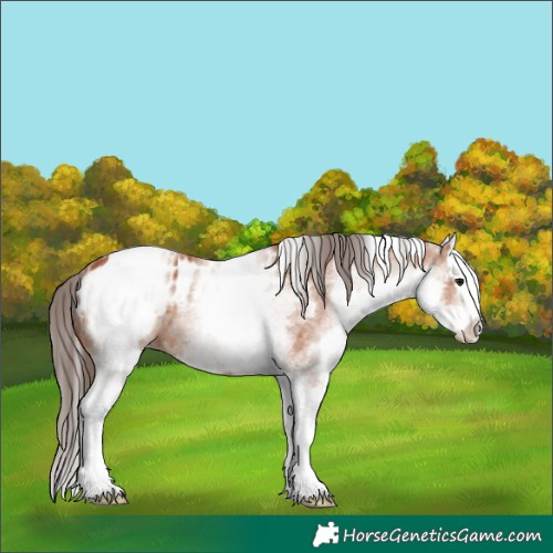 Horse Color:White Spotted Bay Splash Appaloosa 