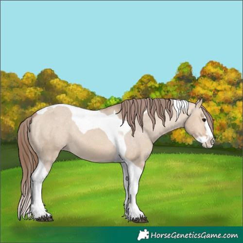 Horse Color:Bay Dun Splash Tobiano Appaloosa 