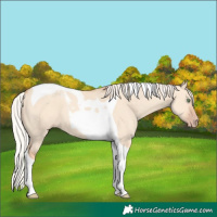 Horse Color:Silver Amber Champagne Dun Tobiano 