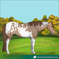Horse Color:Bay Dun Tobiano Appaloosa 