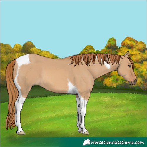 Horse Color:Red Dun Tobiano 