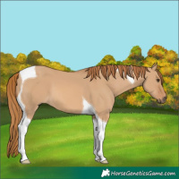 Horse Color:Red Dun Tobiano