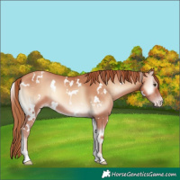 Horse Color:White Spotted Gold Champagne Onyx 