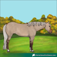 Horse Color:Silver Bay Dun Tobiano 