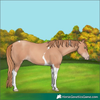 Horse Color:Gold Champagne Tobiano 
