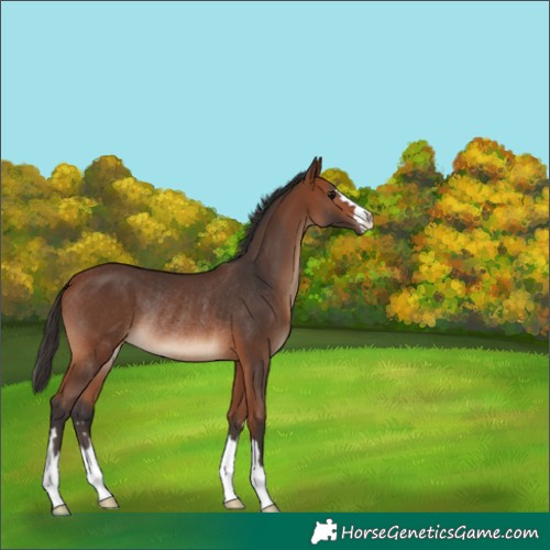 Horse Color:Bay Rabicano 