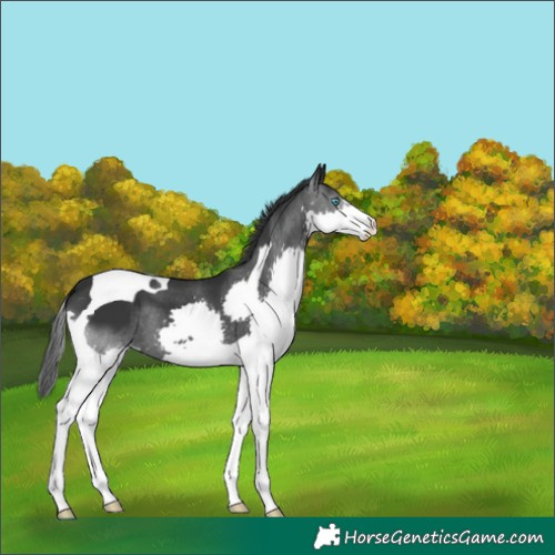 Horse Color:Black Splash Tobiano