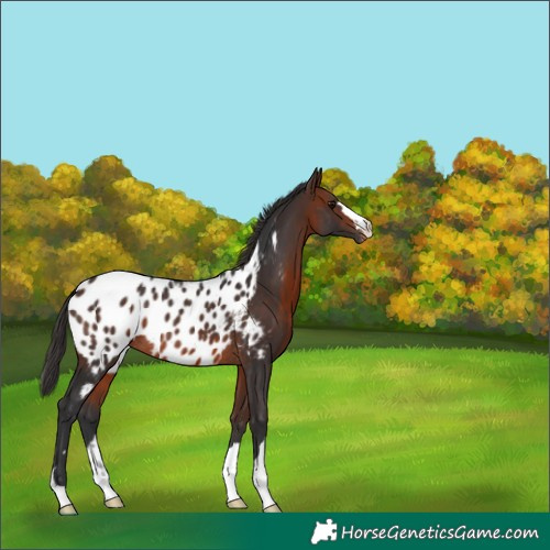 Horse Color:Bay Appaloosa Rabicano 