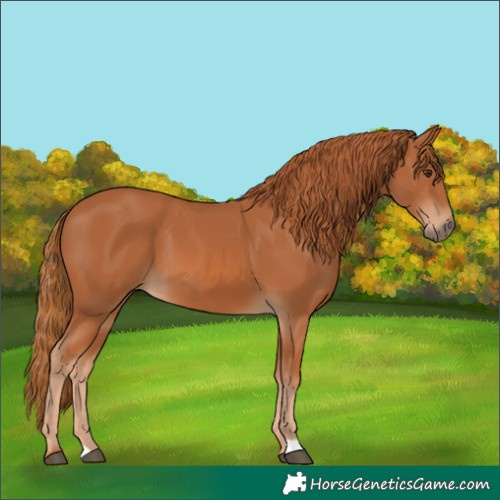 Horse Color:Chestnut 