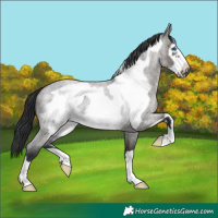 Horse Color:Grullo Roan Frame
