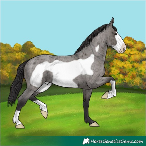 Horse Color:Smoky Grullo Roan Frame Brindle 